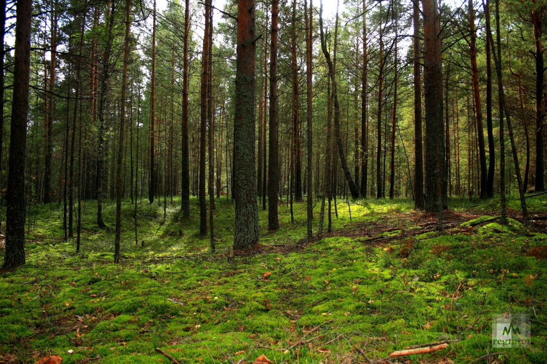 Запрет на посещение лесов ввели в Нижегородской области
