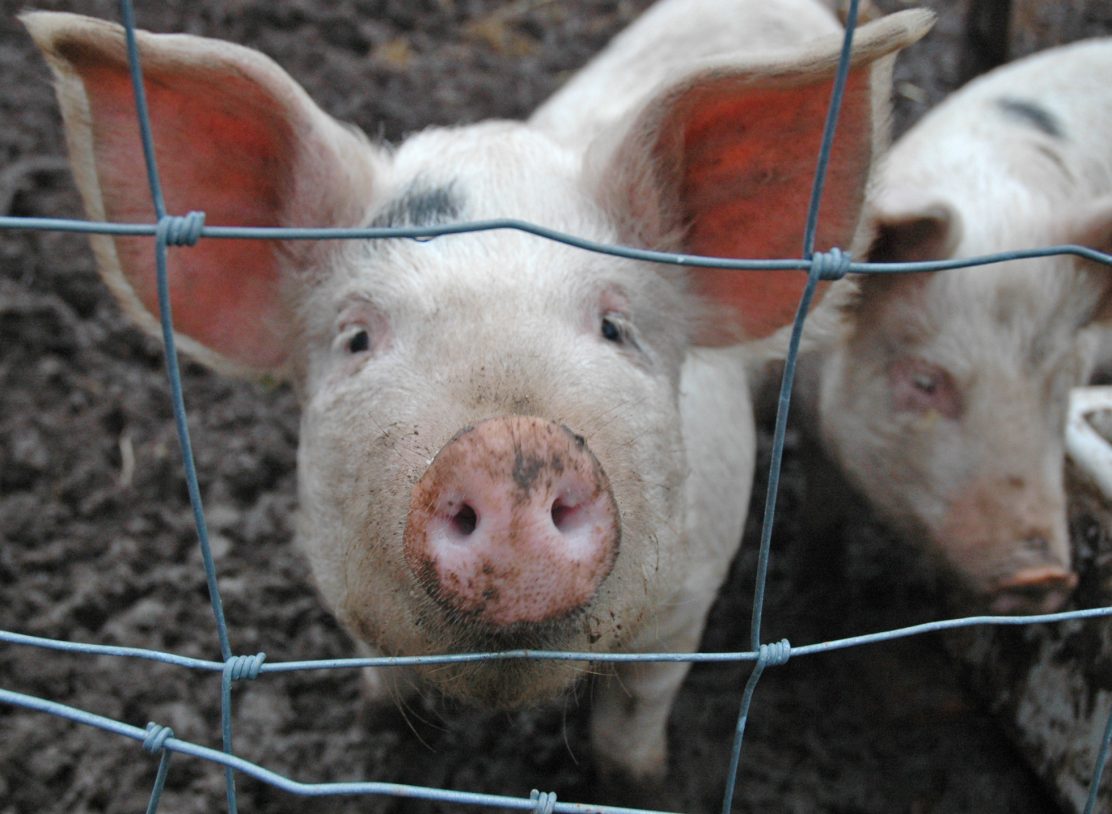 В Навашине гражданин привлечен к ответственности за сокрытие падежа свиней