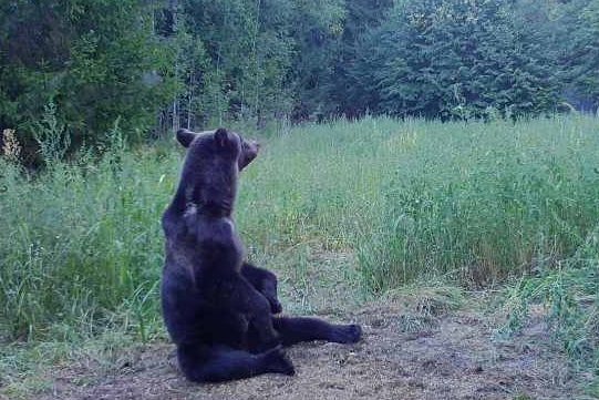 С 1 августа в Нижегородской области открывается сезон охоты на медведя