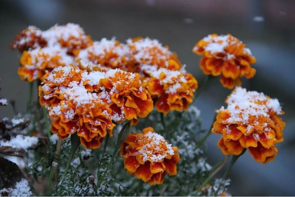Морозы до -6 градусов и снег ожидаются в Нижегородской области на неделе с 8 ноября