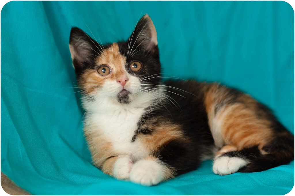 Пол трехцветного котенка. Сибирская кошка трехшерстная цветная. Трехшерстная Сиамская. Сиамская черепаховая кошка. Трехцветная кошка с котятами.