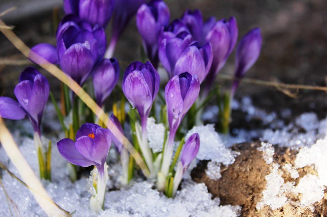 Аномально теплая погода ждет нижегородцев в марте