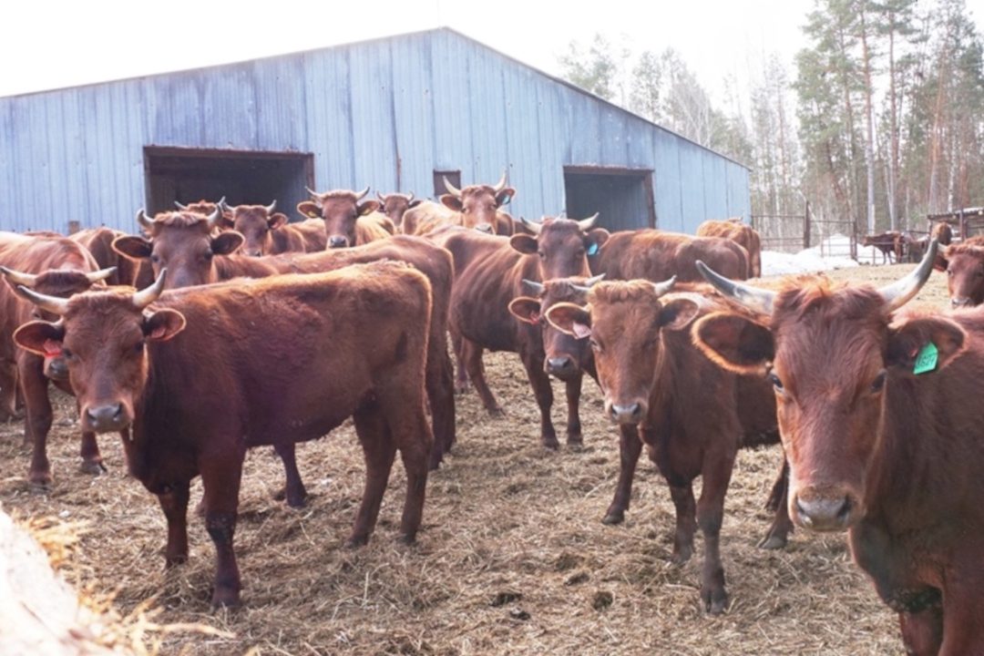 Выксунский сельхозтоваропроизводитель приобрел 126 голов крупного рогатого скота