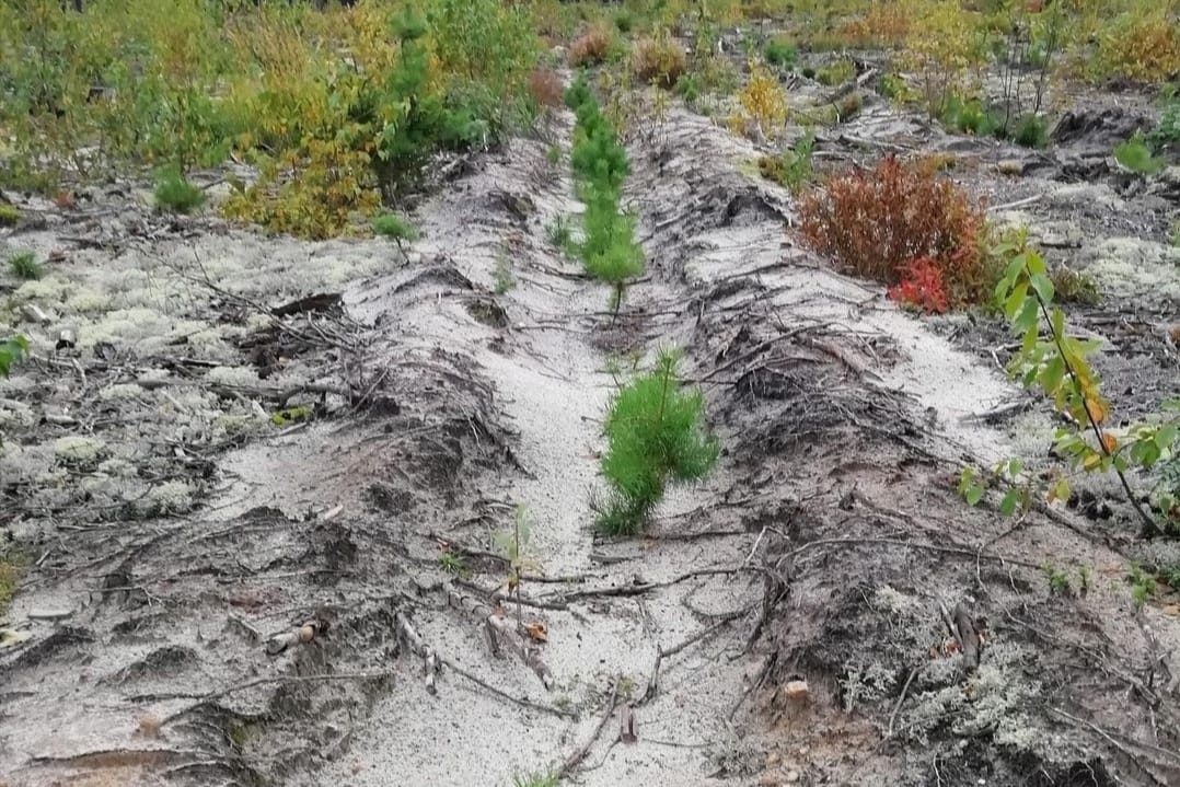 В Нижегородской области открыт лесокультурный сезон