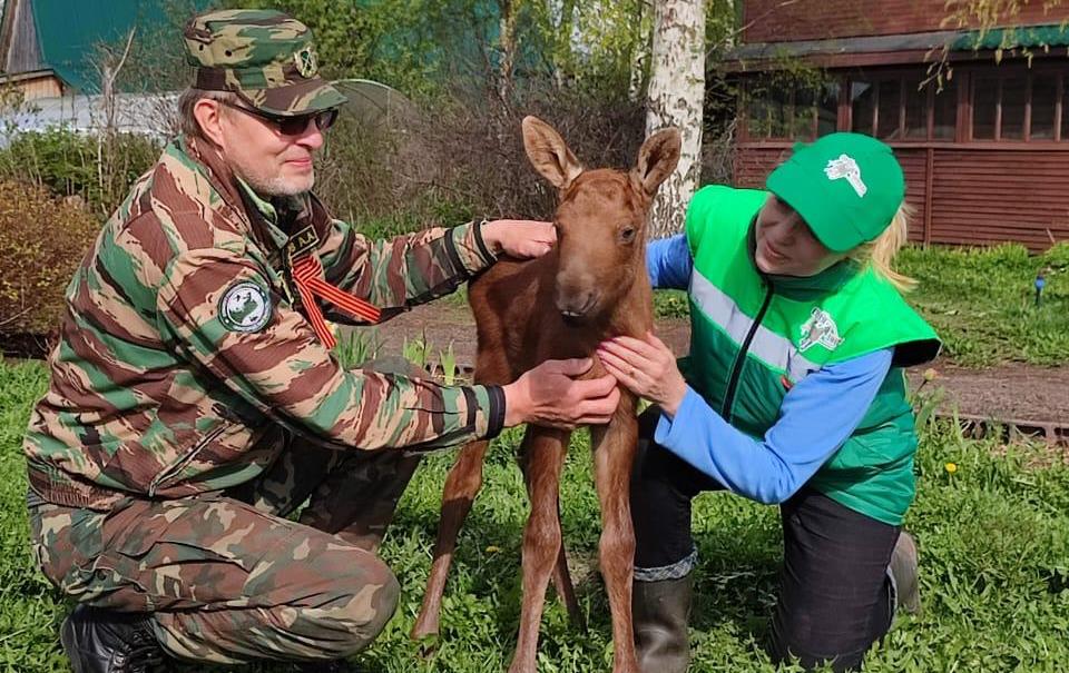 Новорожденного лосенка-сироту спасли в Воскресенском районе Нижегородской области