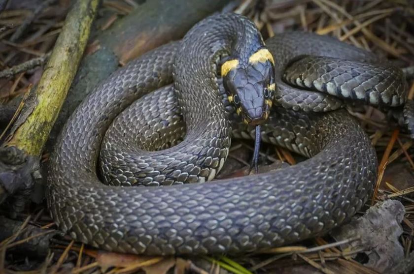 Период размножения змей начался в Нижегородской области