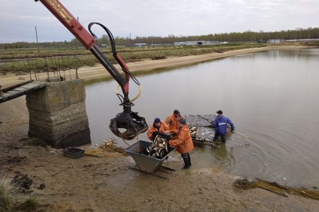 Сезон зарыбления прудовых хозяйств начался в Нижегородской области