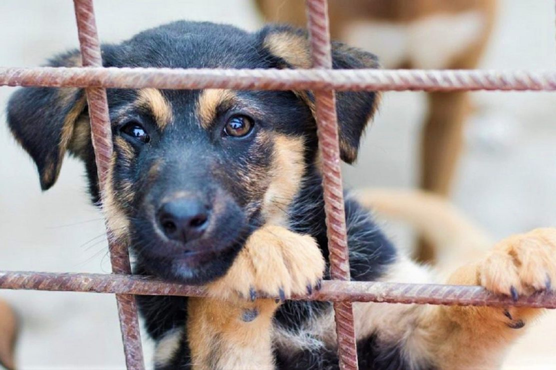 В июле в Выксе отловили 15 безнадзорных собак