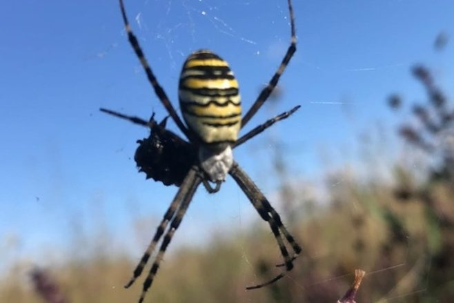 Южные ядовитые пауки появились в Нижегородской области