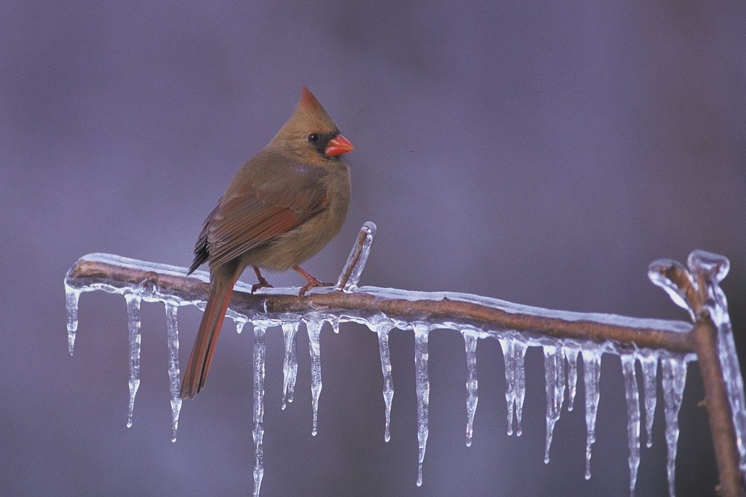 Многие птицы могут погибнуть в Нижегородской области из-за последствий ледяного дождя