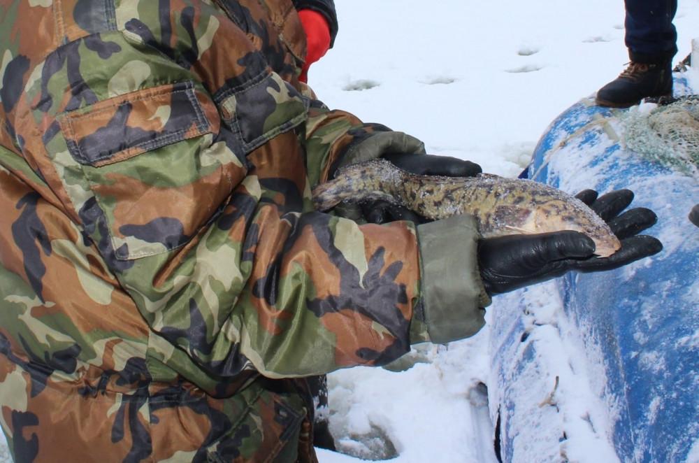 В Нижегородской области снят запрет на вылов налима