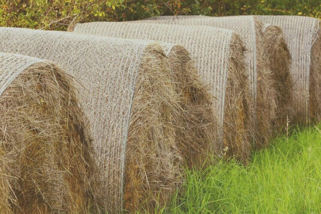 В 2022 году в Выксе было заготовлено 3300 тонн сена, более 7600 тонн сенажа, более 3300 тонн силоса