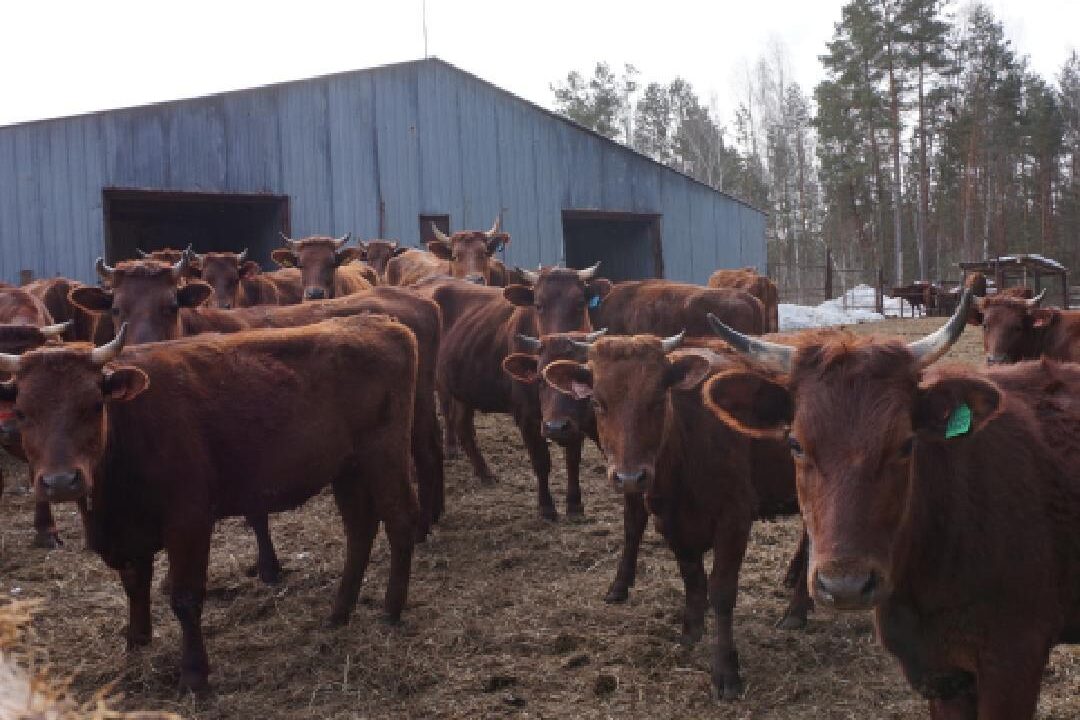 У выксунских сельхозтоваропроизводителей выросло поголовье крупного рогатого скота