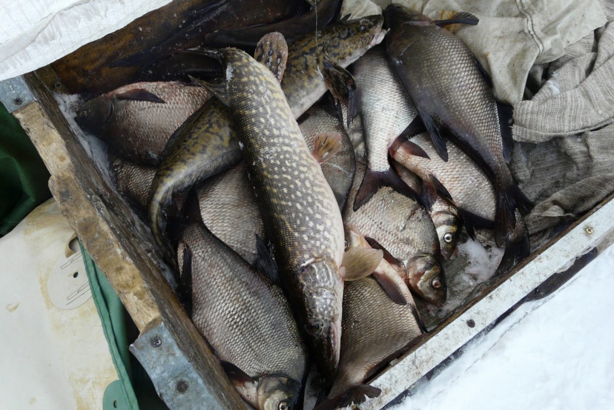 С 1 апреля в Нижегородской области вводятся ограничения рыболовства