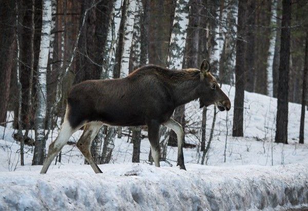 С 1 марта в Нижегородской области запрещена охота на все виды животных