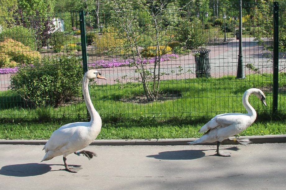 Пара белых лебедей вернулась на озеро в парке