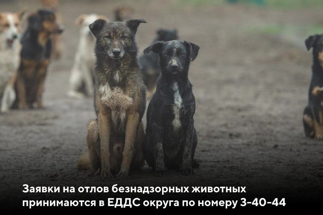 В Выксе производится мониторинг территорий с целью обнаружения безнадзорных собак
