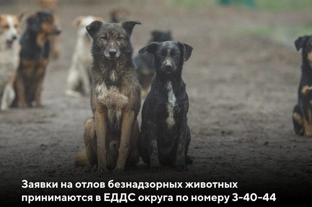 14 безнадзорных собак было отловлено в июле на территории Выксы
