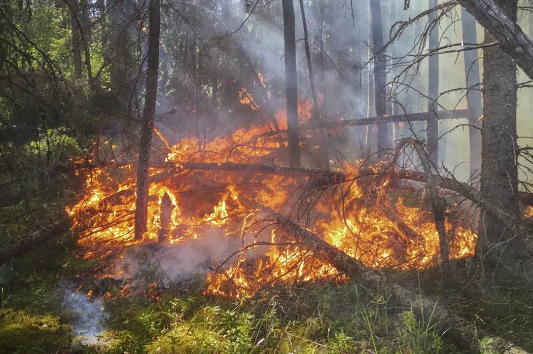 Лес загорелся в Выксе 19 сентября