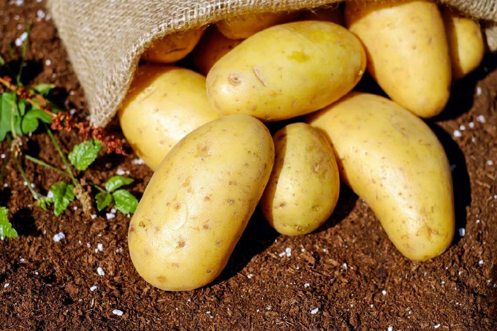 Личные подсобные хозяйства Нижегородской области смогут получить субсидию на производство картофеля и овощей