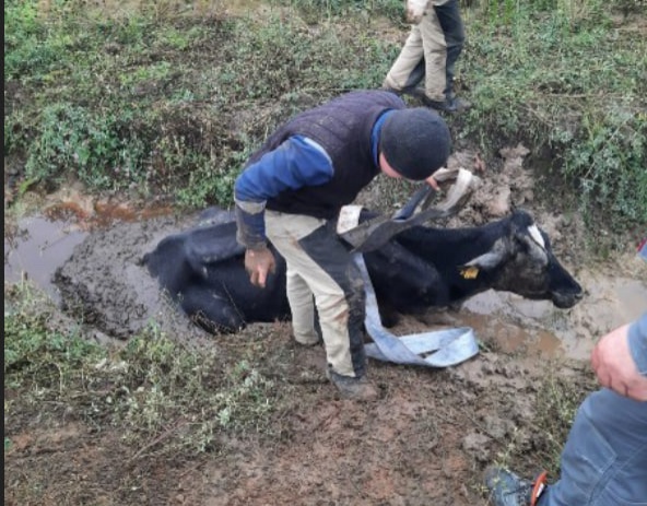 Жители Выксы спасли застрявшую в яме с грязью корову