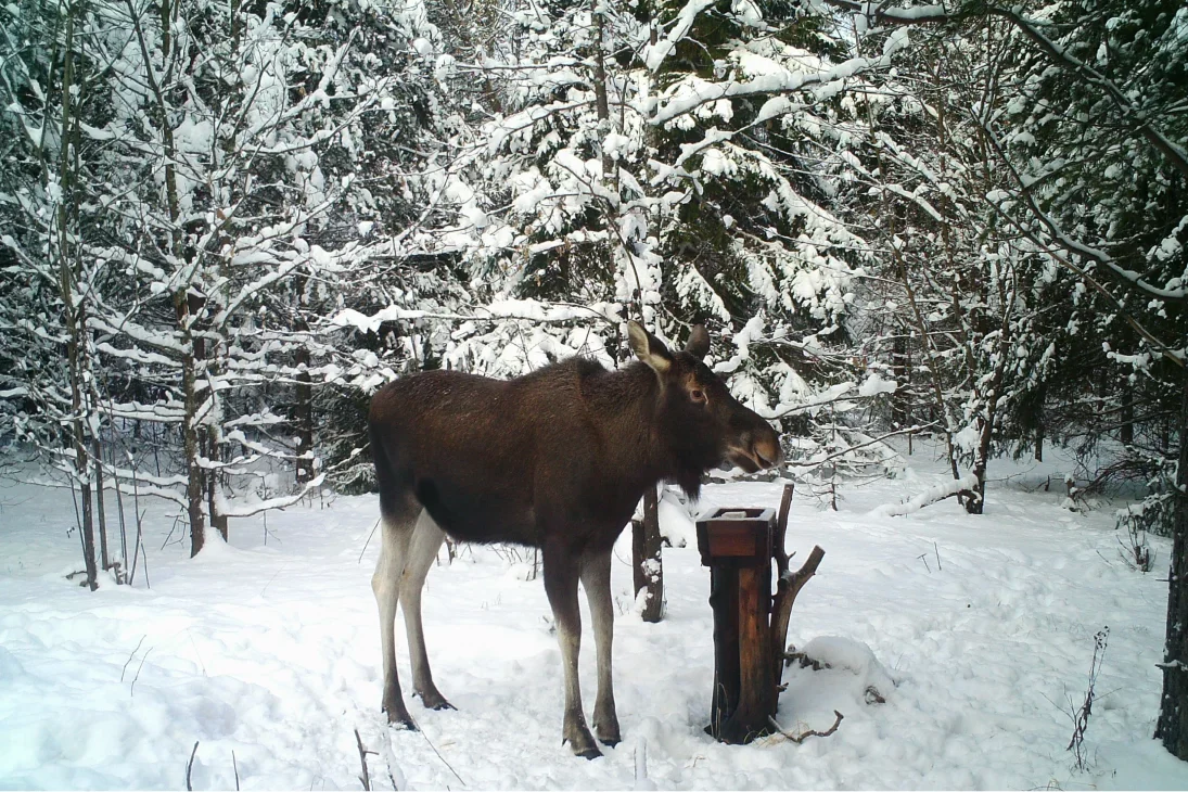 В Нижегородской области с 11 января будет запрещена охота на лося