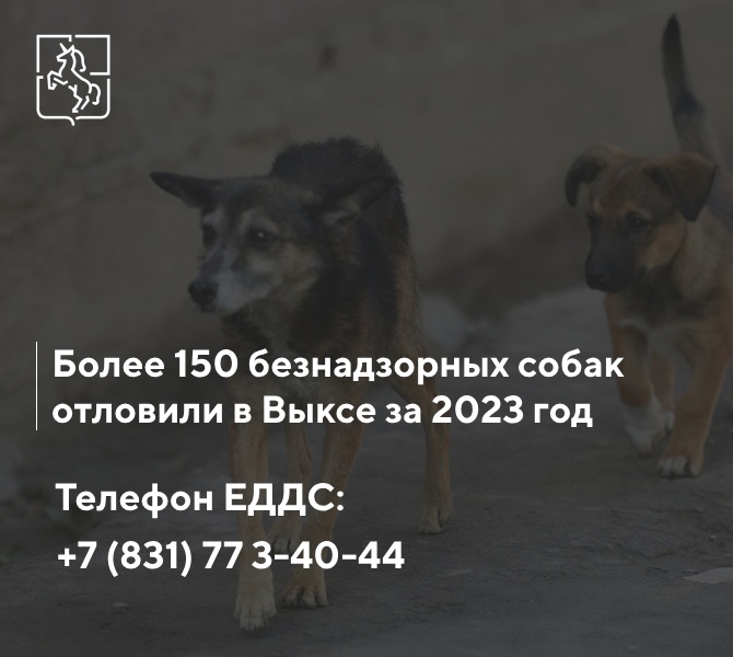 Более 150 безнадзорных собак отловили в Выксе за 2023 год