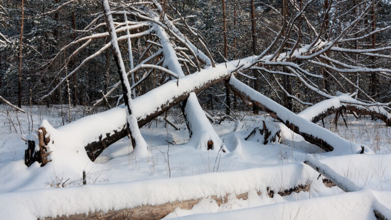 В Выксунском лесничестве похитили поваленные деревья