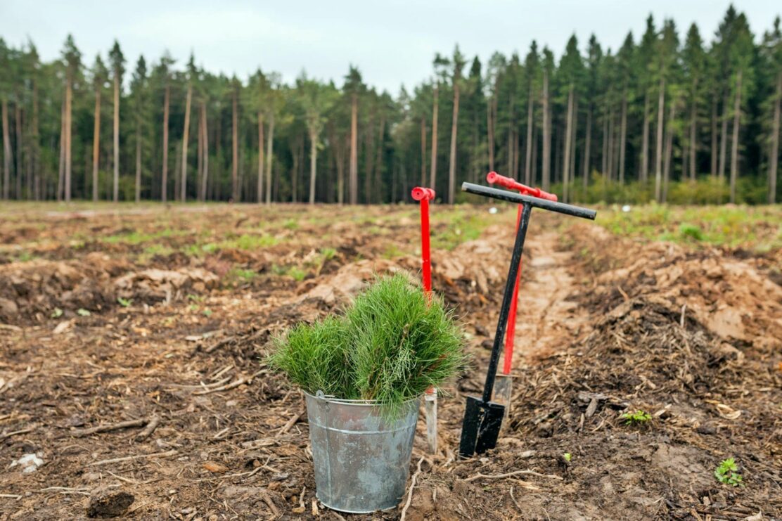 «Выксунский лесхоз» обязали провести искусственное лесовосстановление