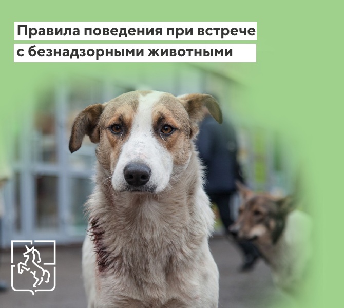 За три месяца 2024 года в Выксе отловили 49 безнадзорных собак
