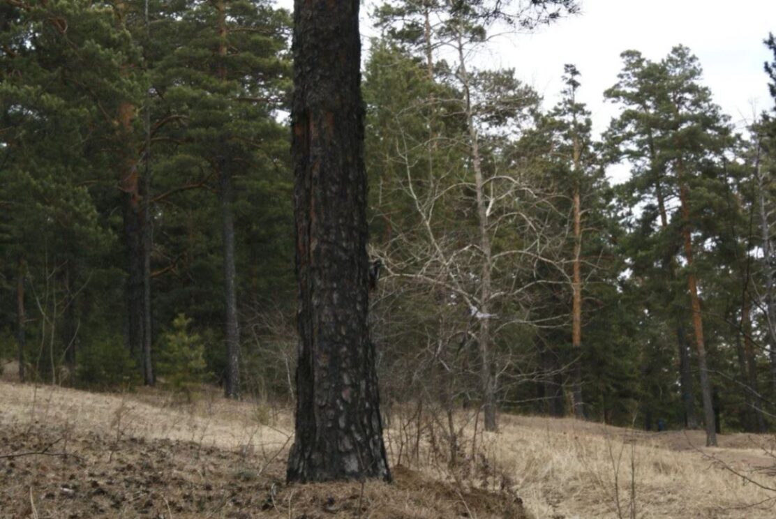 В Нижегородской области восстановят почти 14 тысяч гектаров леса