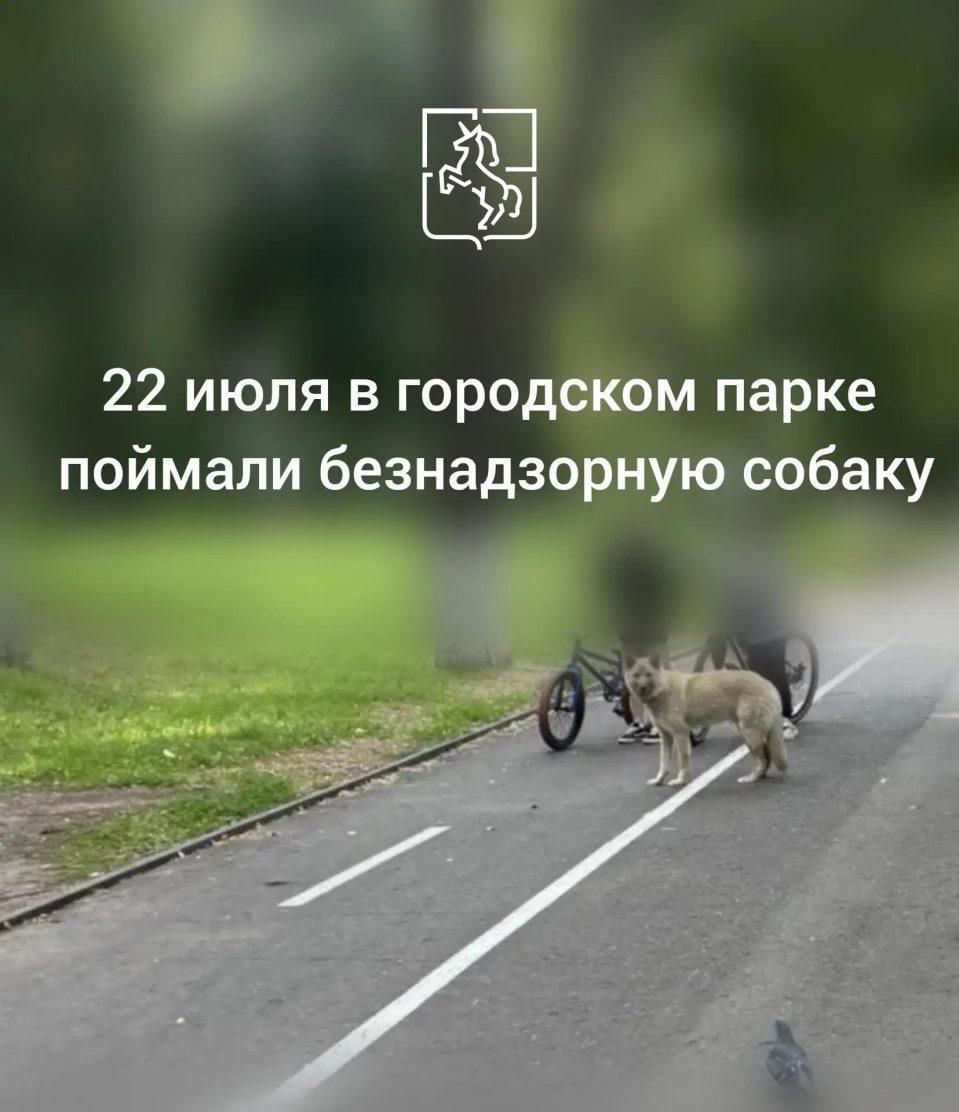 В парке КиО поймали безнадзорную собаку