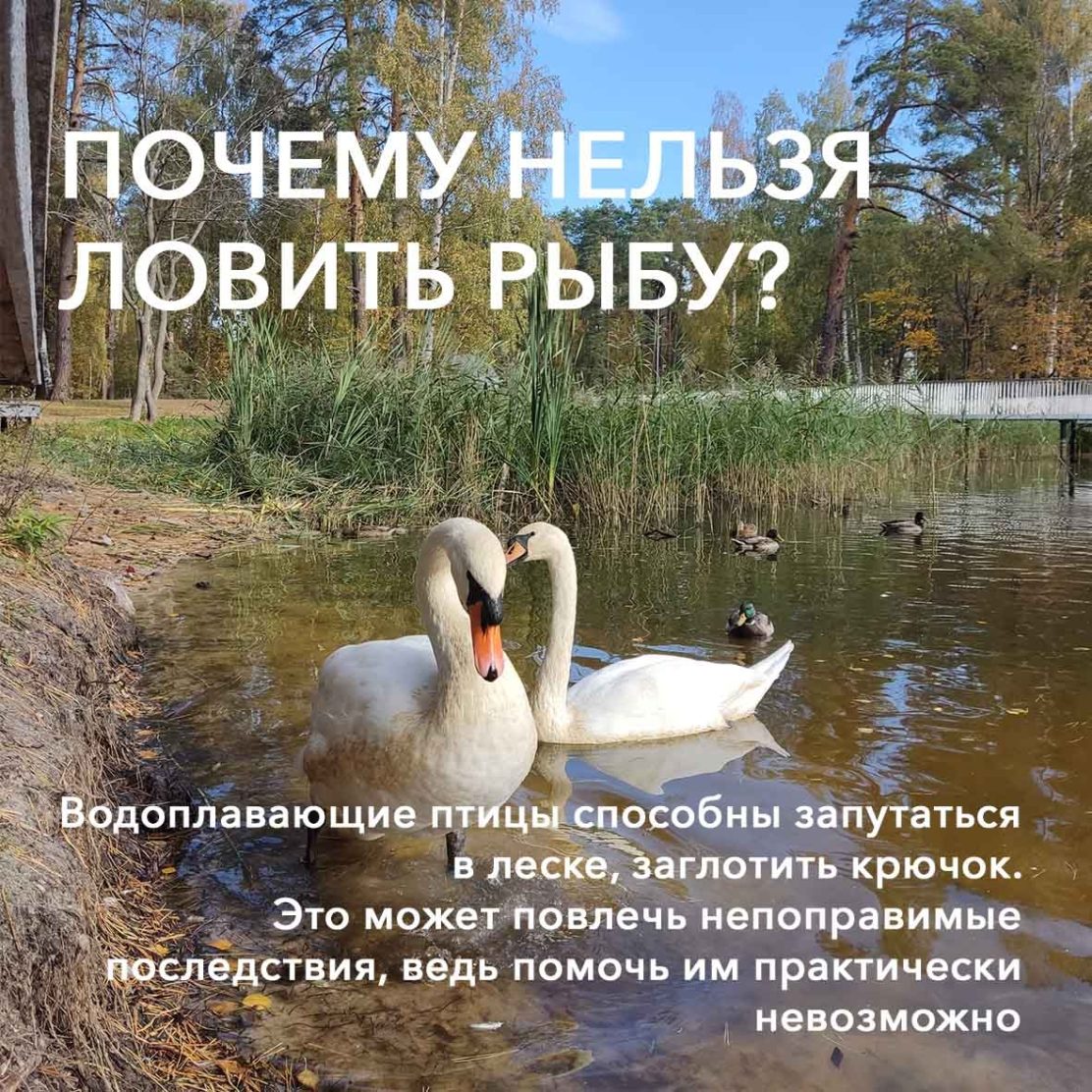 Рыбная ловля на Лебединке запрещена!