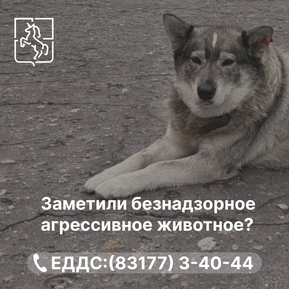 В августе специалисты отловили 15 бездомных собак